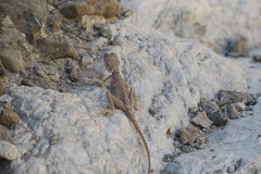 Pseudotrapelus jensvindumi