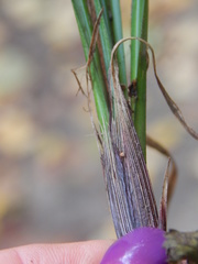 Carex pilosa