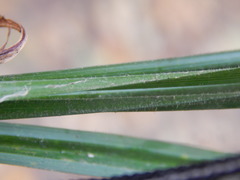 Carex pilosa