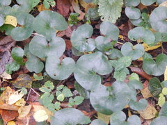 Asarum europaeum