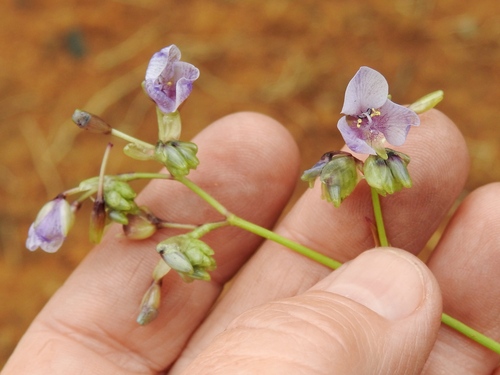 Large Dewflower