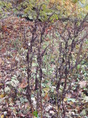 Rumex obtusifolius