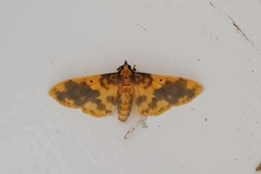 Pachynoa thoosalis