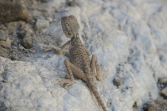 Pseudotrapelus jensvindumi