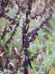 Rumex obtusifolius