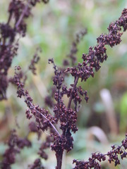 Rumex obtusifolius