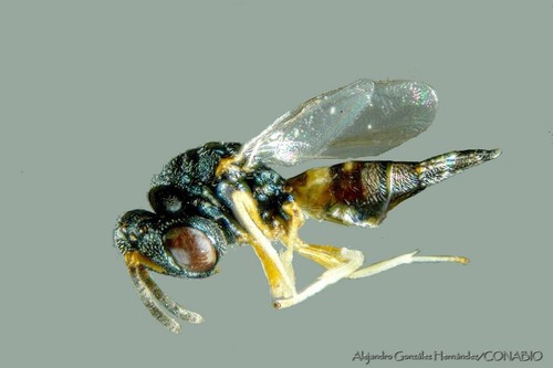 Catolaccus grandis