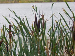 Typha latifolia
