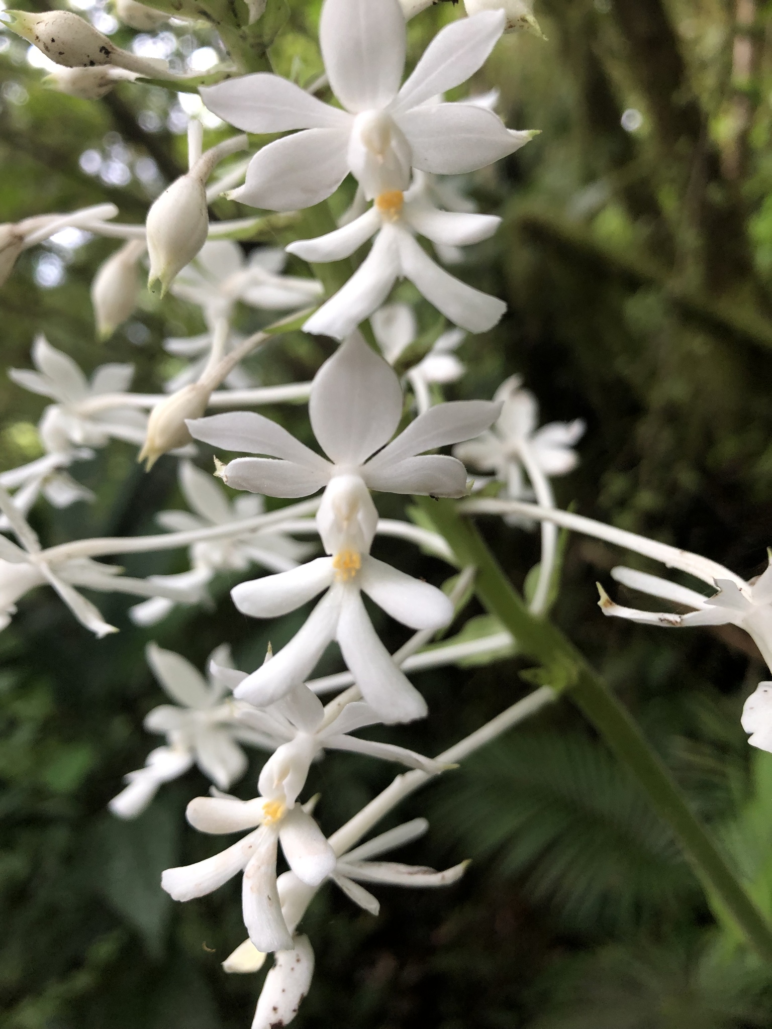 Calanthe