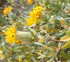Pteronia ovalifolia