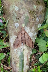 Cerberonoton rubescens