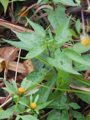 Bidens frondosa