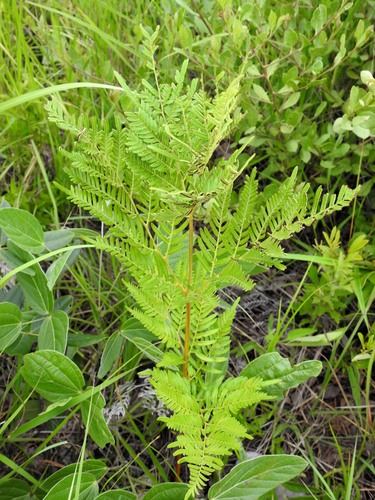 Pteridium centrali-africanum