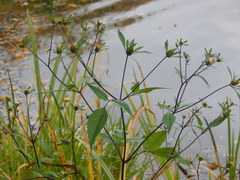 Bidens frondosa