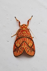 Barsine cornicornutata