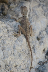 Pseudotrapelus jensvindumi