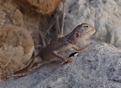 Pseudotrapelus jensvindumi