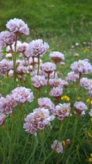 Armeria maritima maritima