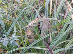 Scirpus sylvaticus