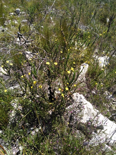 Image of Roundleaf Boneseed by (c) Brian du Preez, some rights reserved (CC BY-SA)