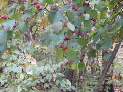 Crataegus