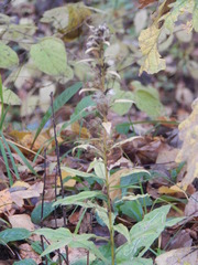 Solidago virgaurea