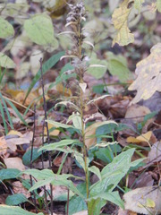 Solidago virgaurea