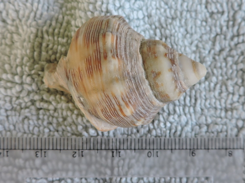 Stramonita canaliculata