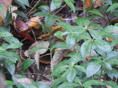 Vinca minor