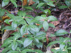 Vinca minor