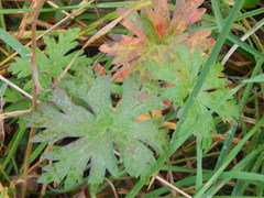 Geranium pratense