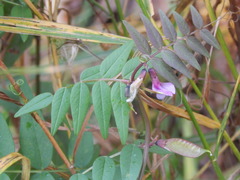 Vicia sepium
