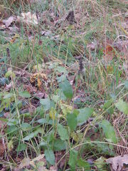 Betonica officinalis