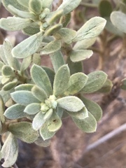 Thymelaea tartonraira argentea