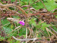 Geranium palustre