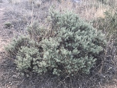 Thymelaea tartonraira argentea