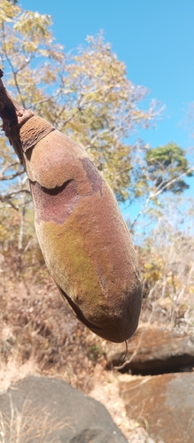 Pseudobombax tomentosum