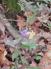 Melampyrum nemorosum