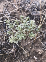 Thymelaea tartonraira argentea