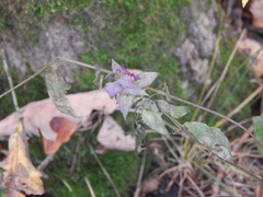 Melampyrum nemorosum