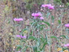 Centaurea jacea