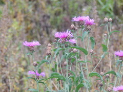Centaurea jacea