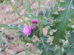 Carduus crispus