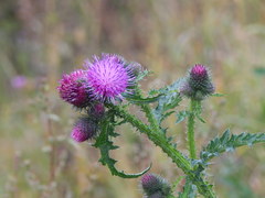 Carduus crispus