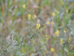 Melilotus officinalis