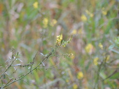 Melilotus officinalis