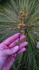Solidago nemoralis decemflora