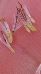 Solidago nemoralis decemflora