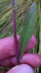 Solidago nemoralis decemflora