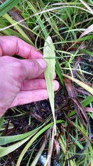 Solidago nemoralis decemflora